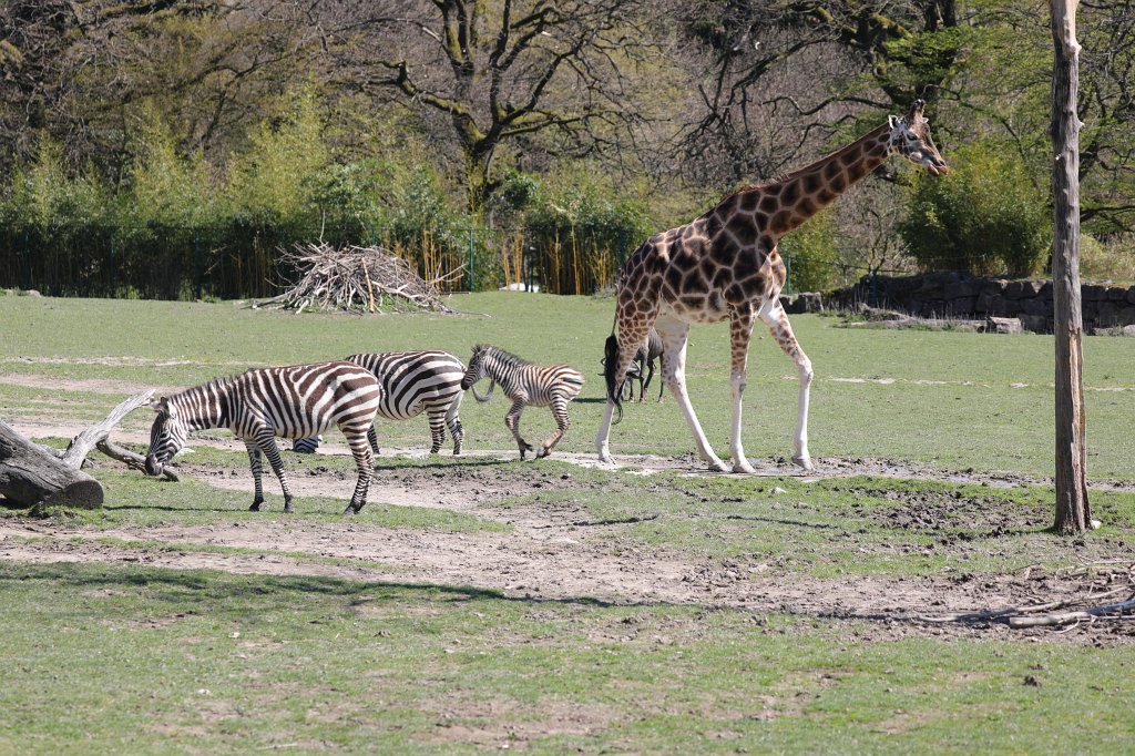 574B9067.JPG -  Grant's zebra  ( Böhm-Zebra )