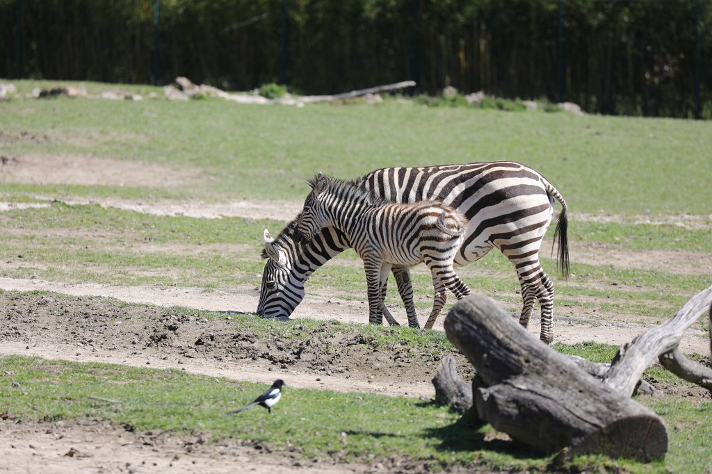 574B9073.JPG -  Grant's zebra  ( Böhm-Zebra )