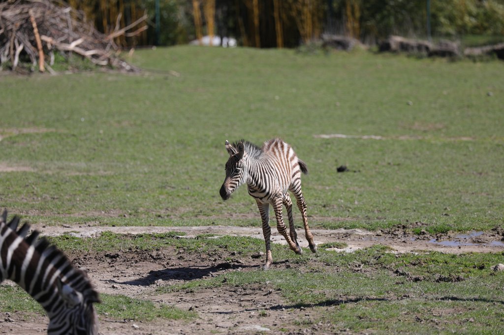 574B9082.JPG -  Grant's zebra  ( Böhm-Zebra )