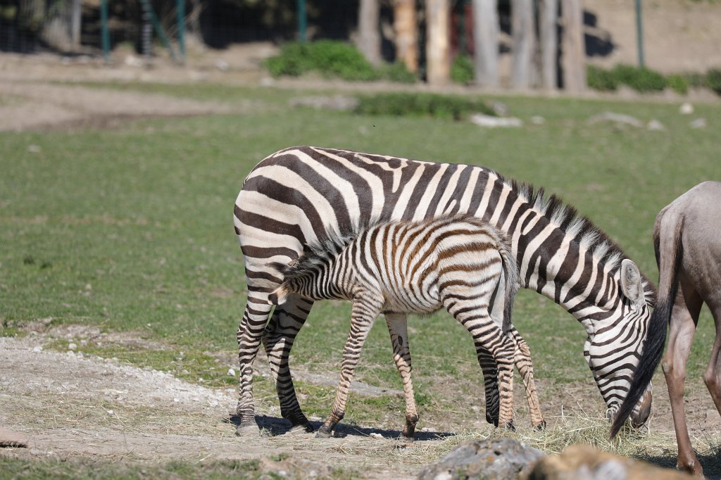 574B9131.JPG -  Grant's zebra  ( Böhm-Zebra )