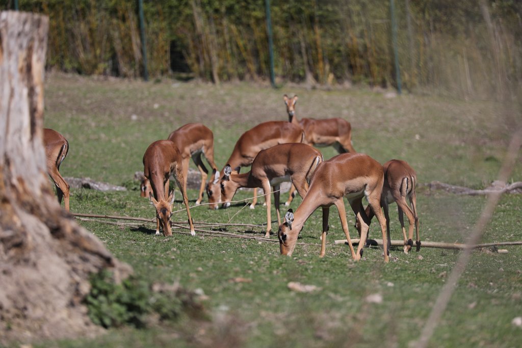 574B9136.JPG -  Impala 