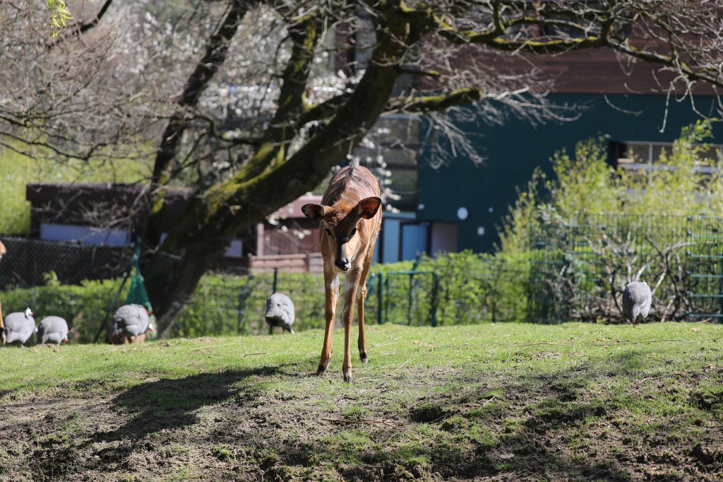 574B9141.JPG -  Lowland nyala  ( Flachland-Nyala )