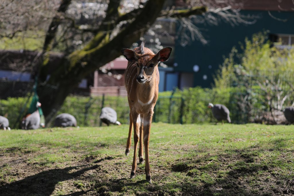 574B9143.JPG -  Lowland nyala  ( Flachland-Nyala )