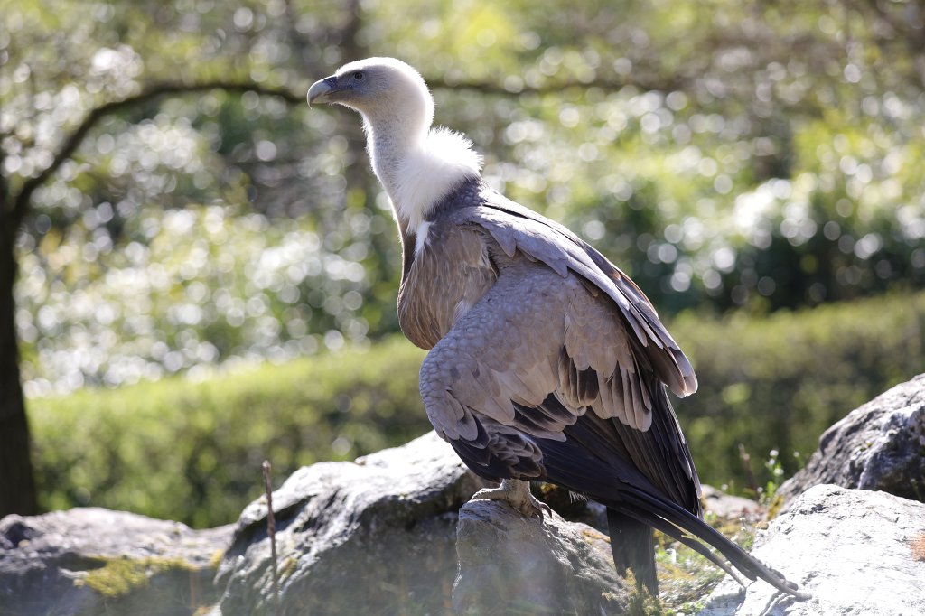 574B9150.JPG -  Griffon vulture  ( Gänsegeier )