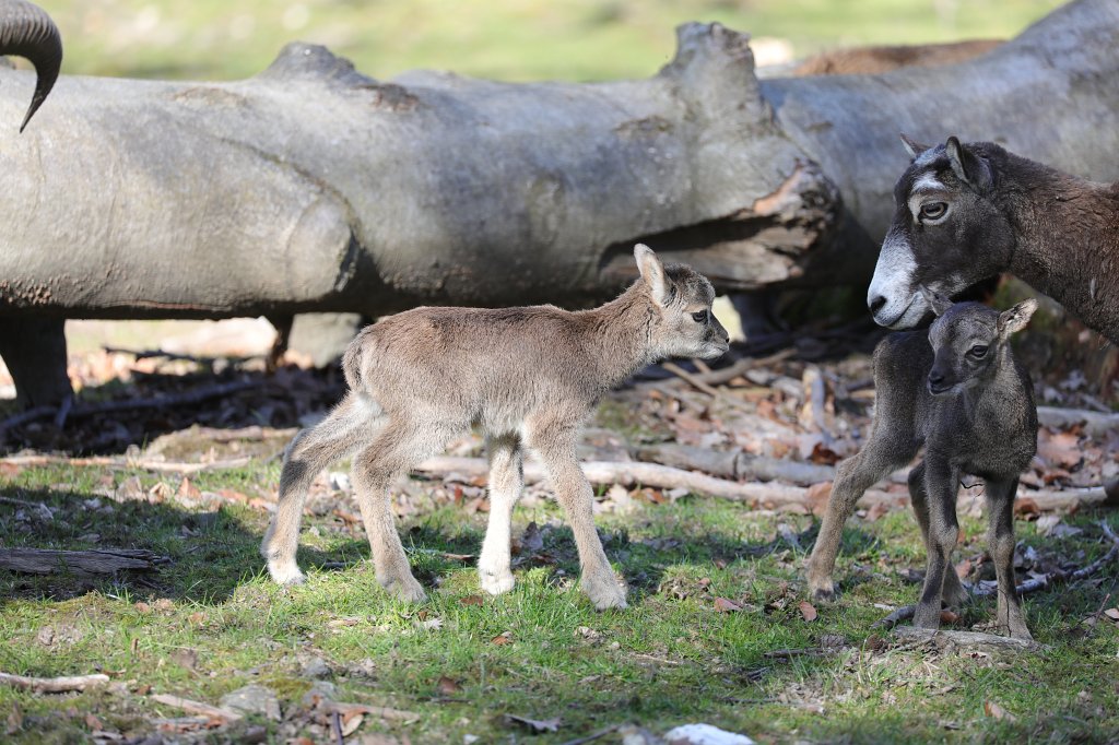 574B9196.JPG -  Mouflon  lamb ( Mufflonlamm )