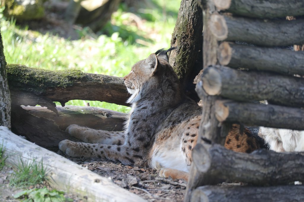 574B9218.JPG -  Eurasian lynx  ( Eurasischer Luchs )