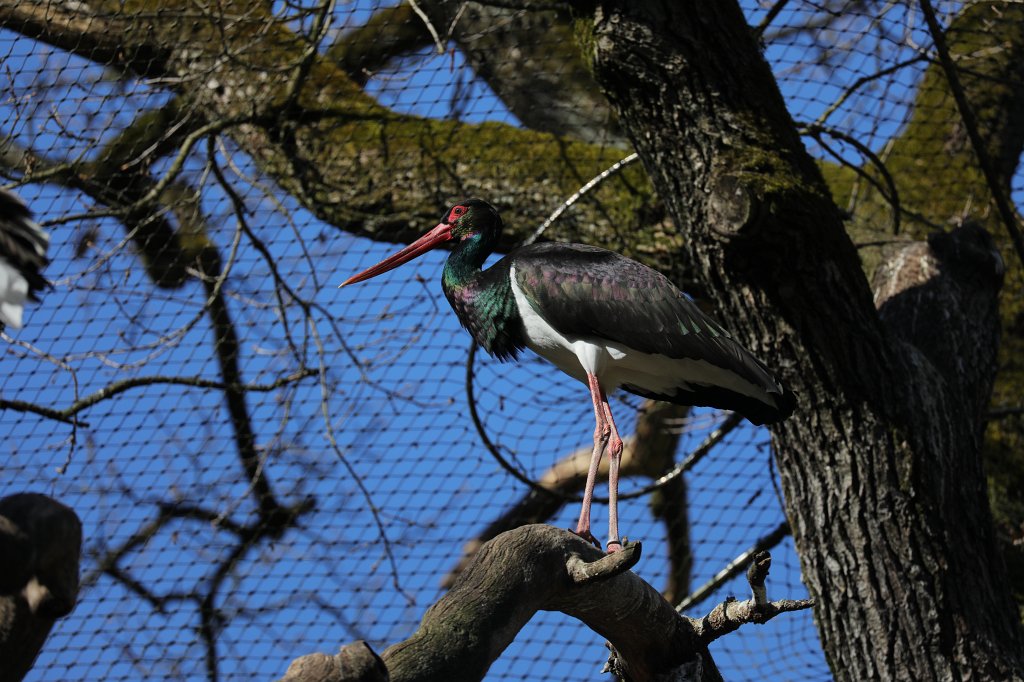574B9224.JPG -  Black stork  ( Schwarzstorch )
