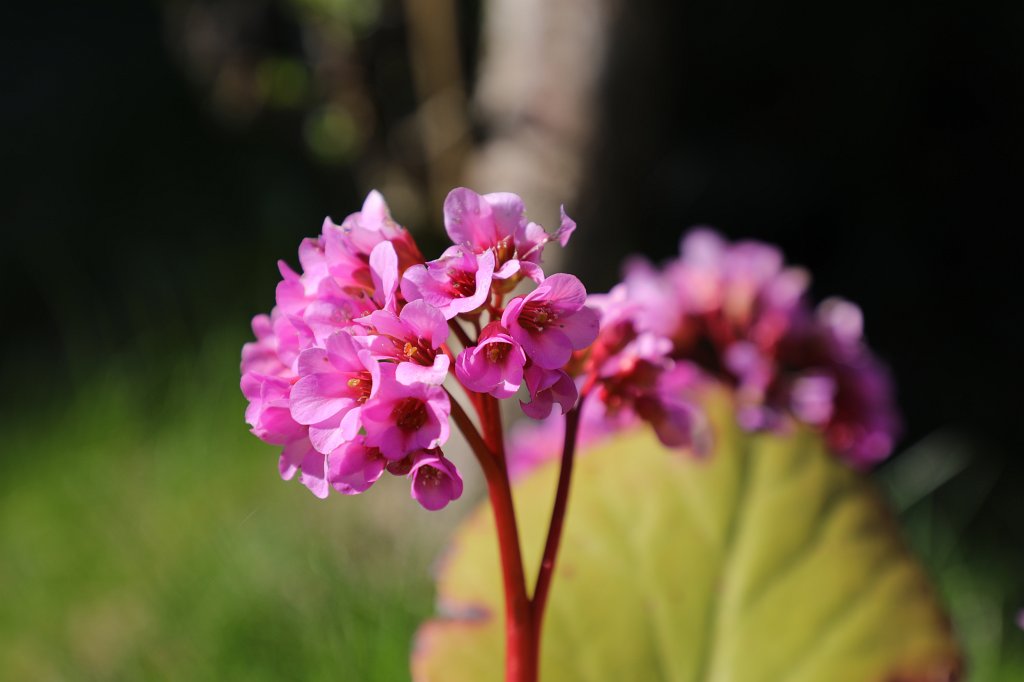 574B9274.JPG -  Bergenia  ( Bergenie )