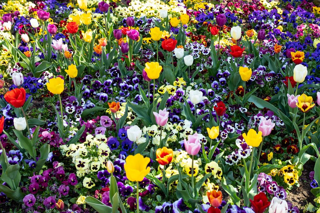 574B9288_c.jpg -  Tulips  ( Tulpen )