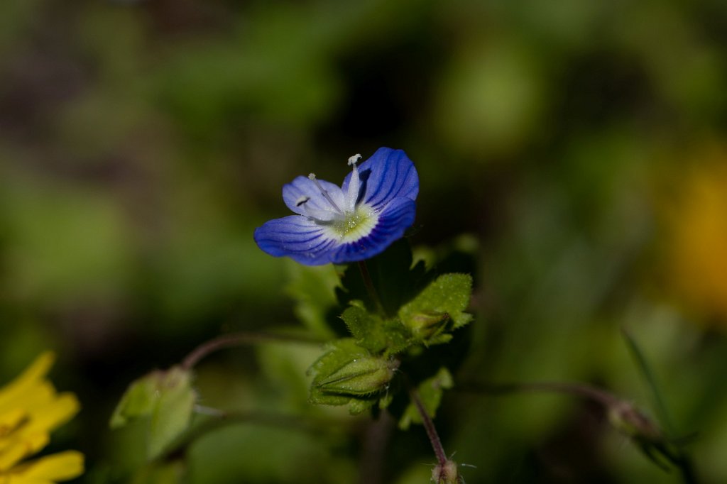 574B9299_c.jpg -  Veronica  ( Ehrenpreis )