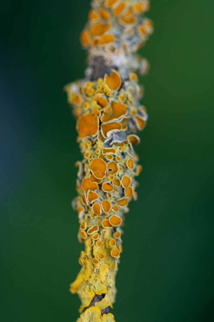 574B9306_c.jpg -  Lichen  ( Flechte )