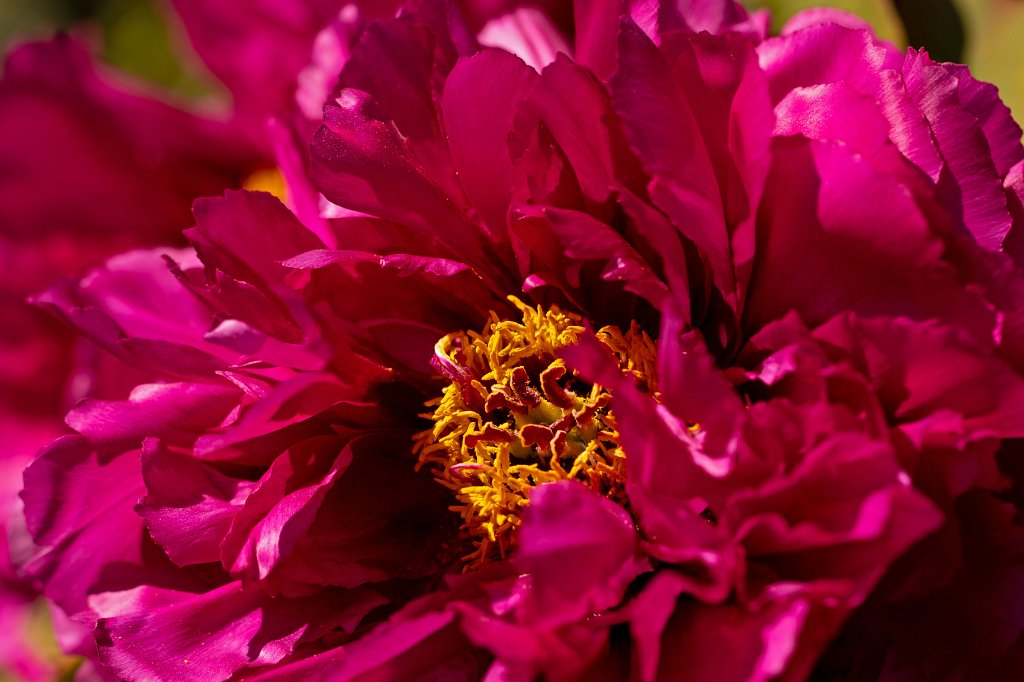 574B9335_c.jpg -  Peony  ( Pfingstrose )