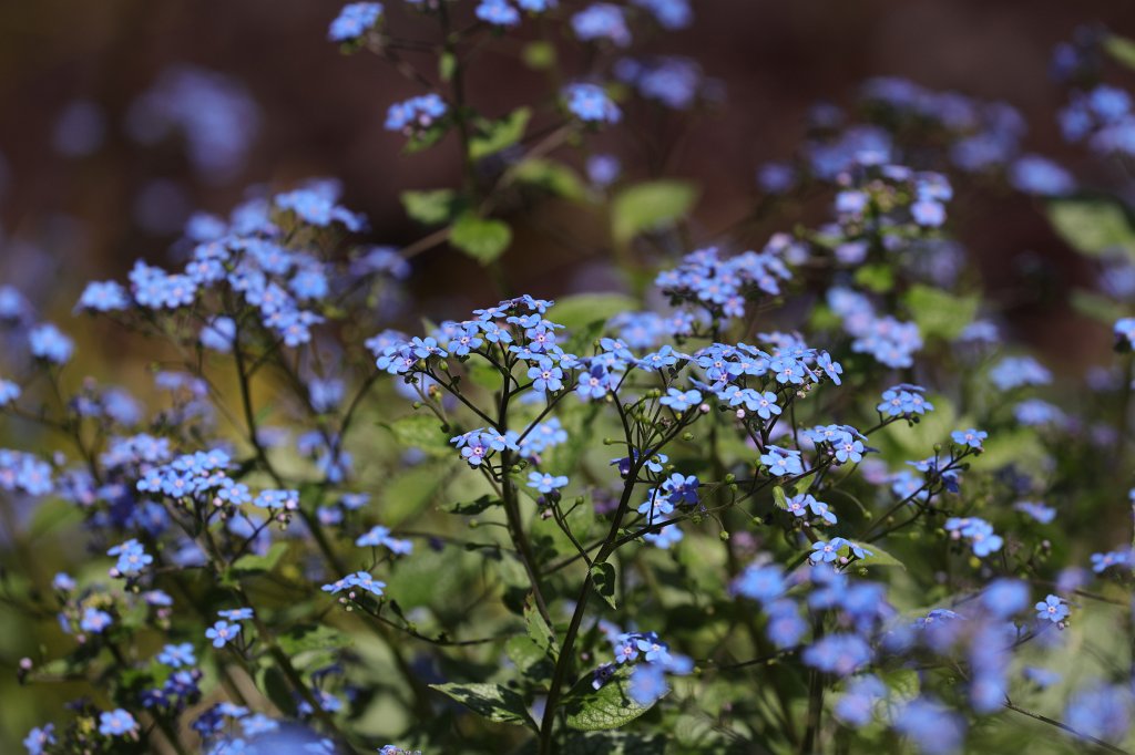 574B9343.JPG -  Great forget-me-not  ( Kaukasusvergissmeinnicht )