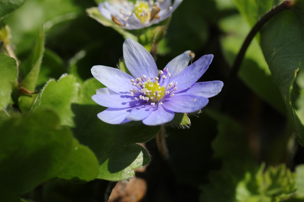 574B9345.JPG - Flower