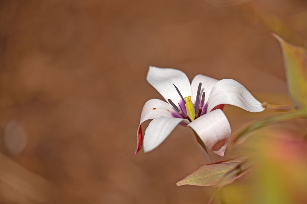 574B9351_c.jpg -  Tulip  ( Tulpe )