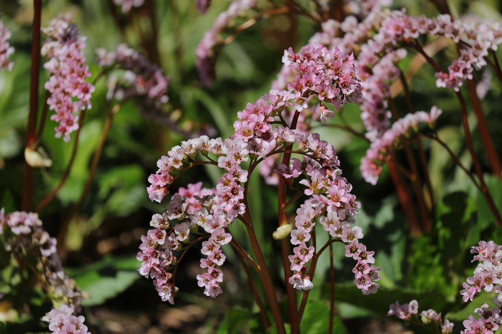 574B9355.JPG -  Bergenia  ( Bergenie )