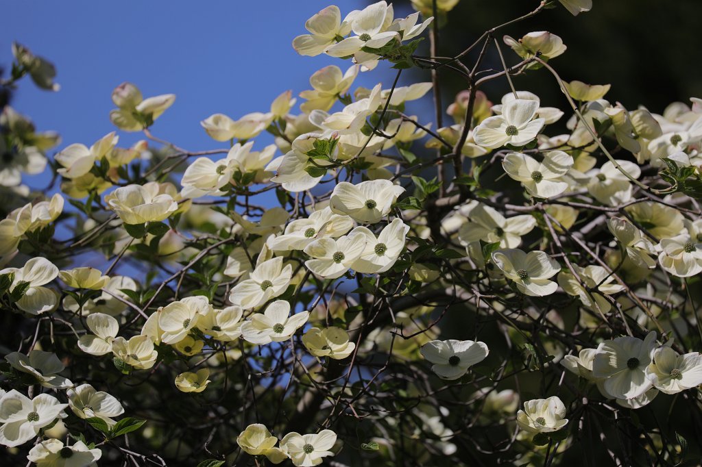 574B9356.JPG -  Handkerchief tree  ( Taschentuchbaum )