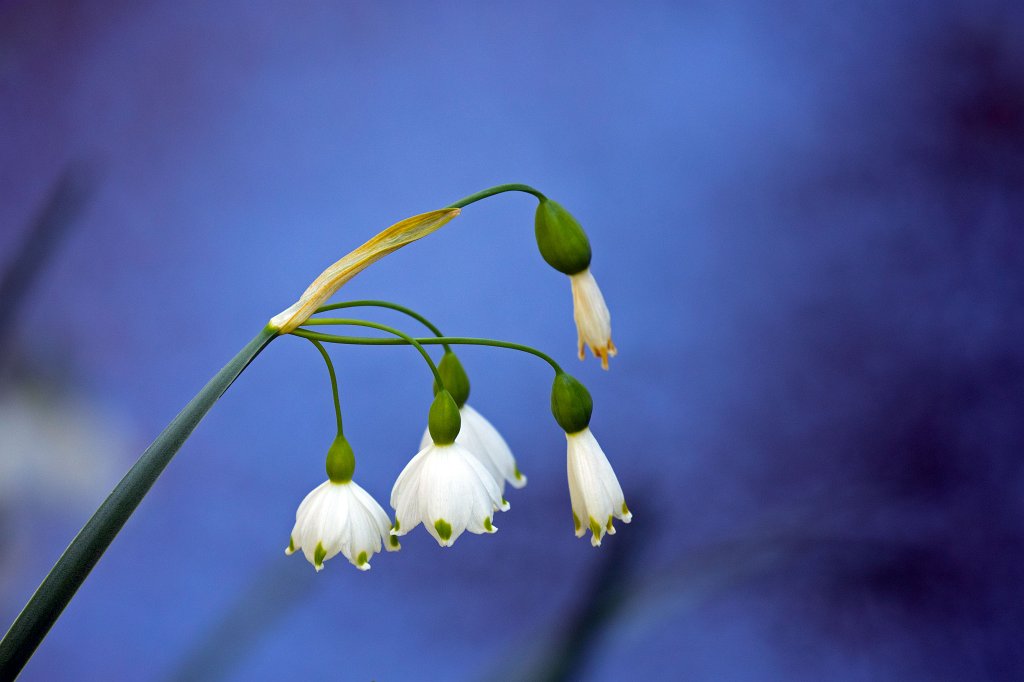 574B9361_c.jpg -  Spring snowflake  ( Märzenbecher )