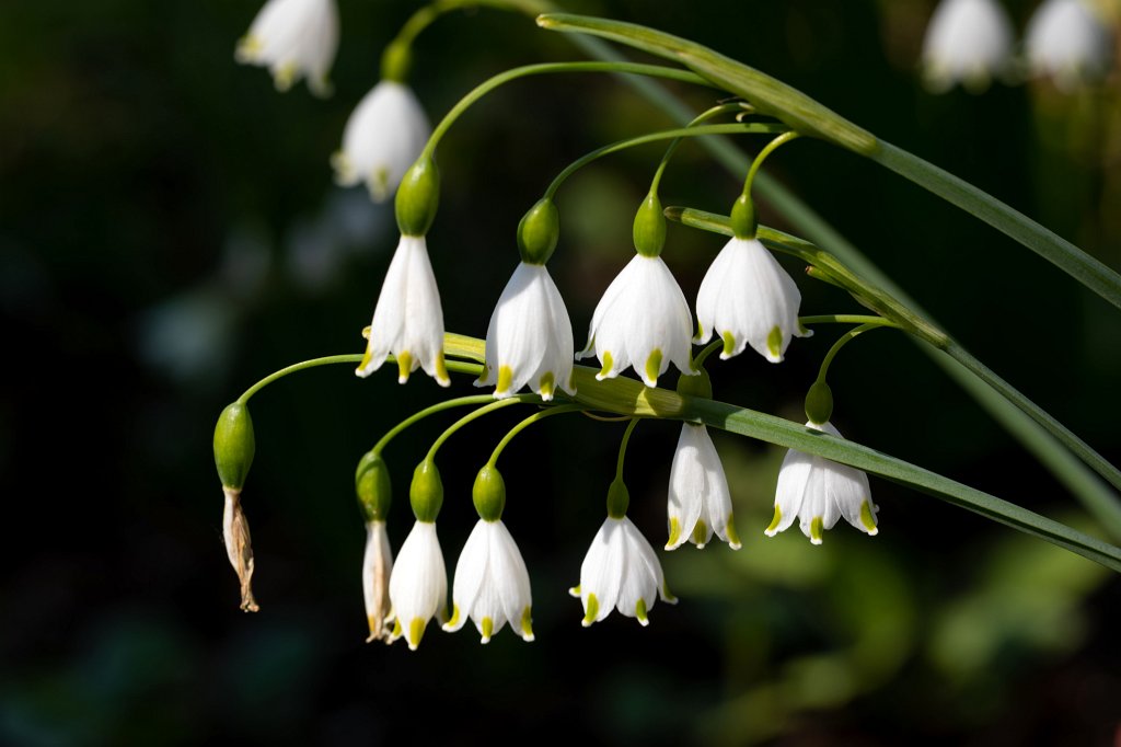 574B9402_c.jpg -  Spring snowflake  ( Märzenbecher )