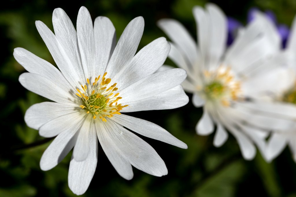 574B9409_c.jpg - Daisy (Aster)
