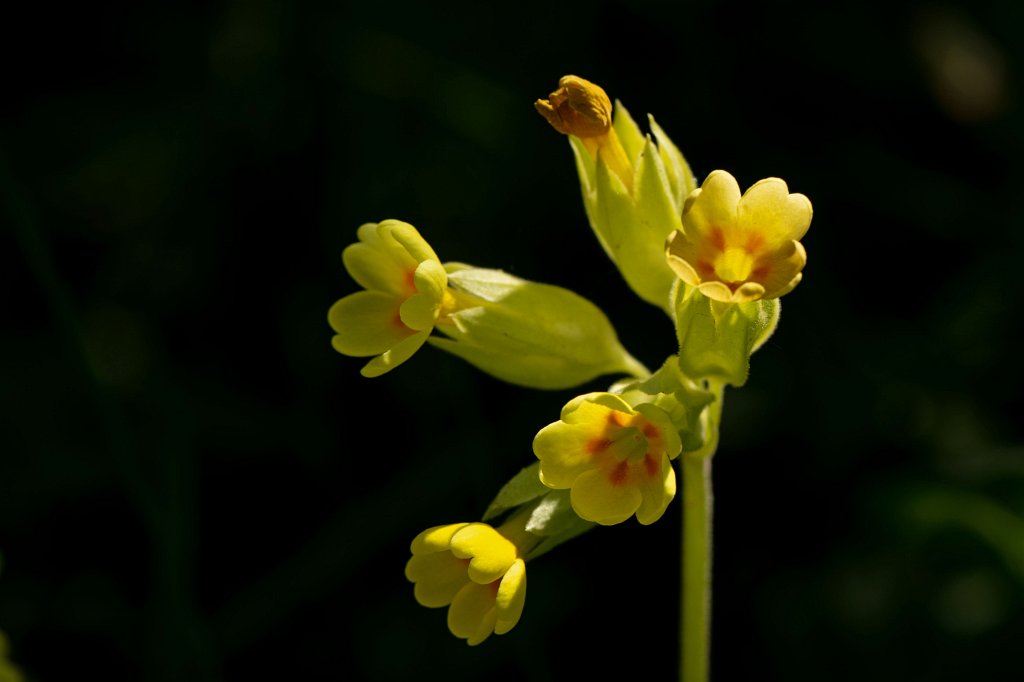 574B9430_c.jpg -  Cowslip  ( Schlüsselblume )