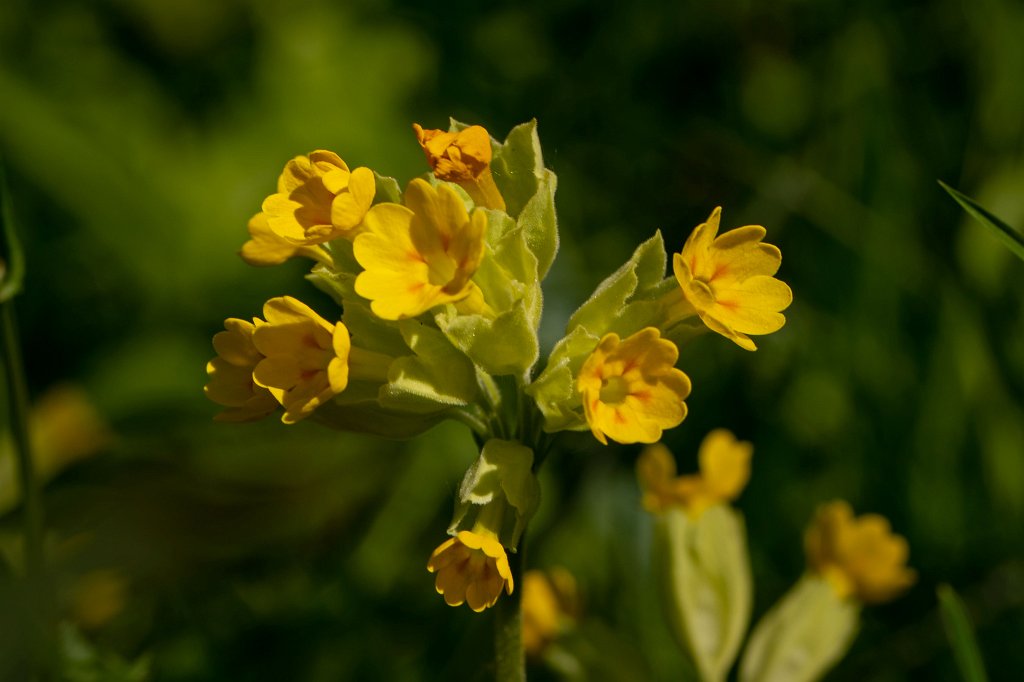 574B9432_c.jpg -  Cowslip  ( Schlüsselblume )