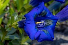 Gentiana