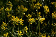 Cowslip