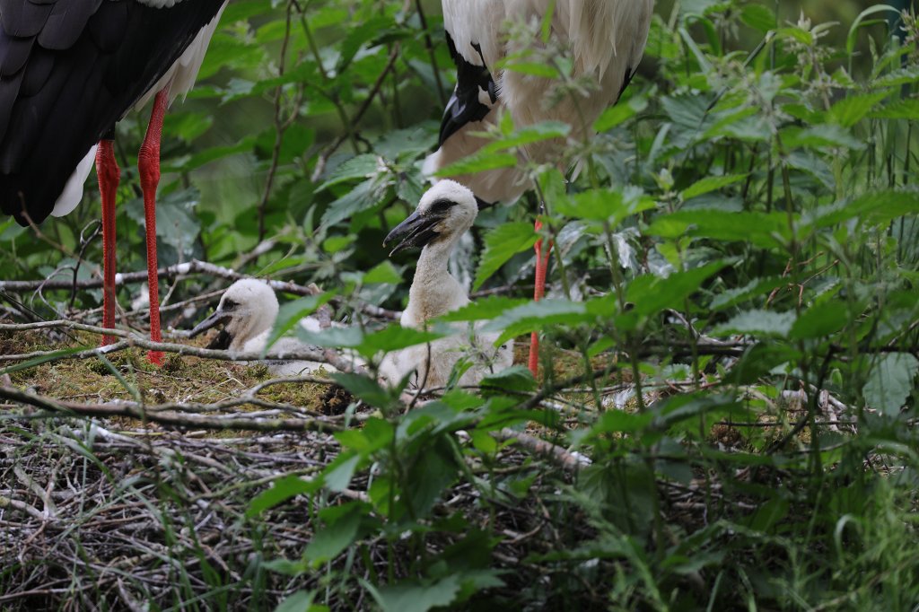 574B9792.JPG -  White stork  ( Weißstorch )
