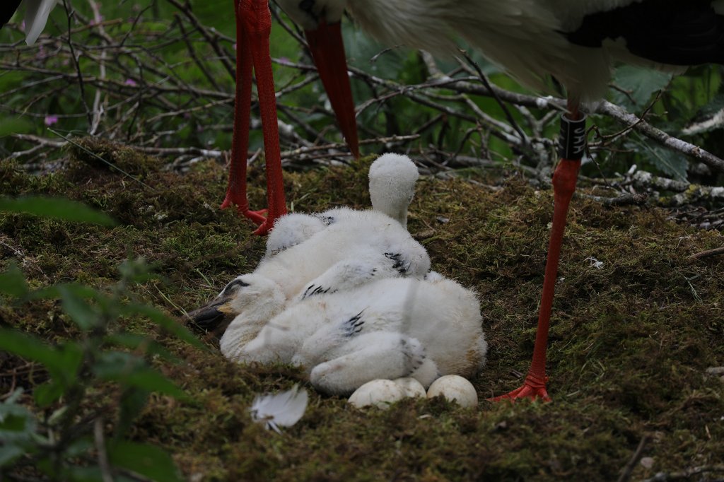 574B9796.JPG -  White stork  ( Weißstorch )