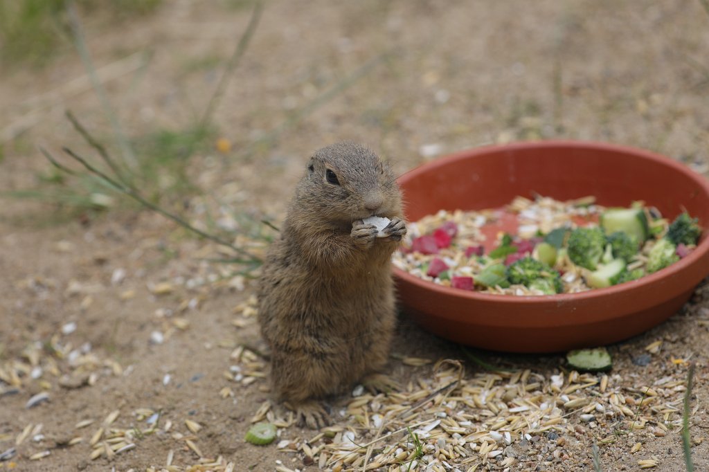 574B9809.JPG -  European ground squirrel  ( Europäischer Ziesel )