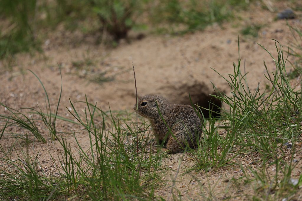 574B9813.JPG -  European ground squirrel  ( Europäischer Ziesel )