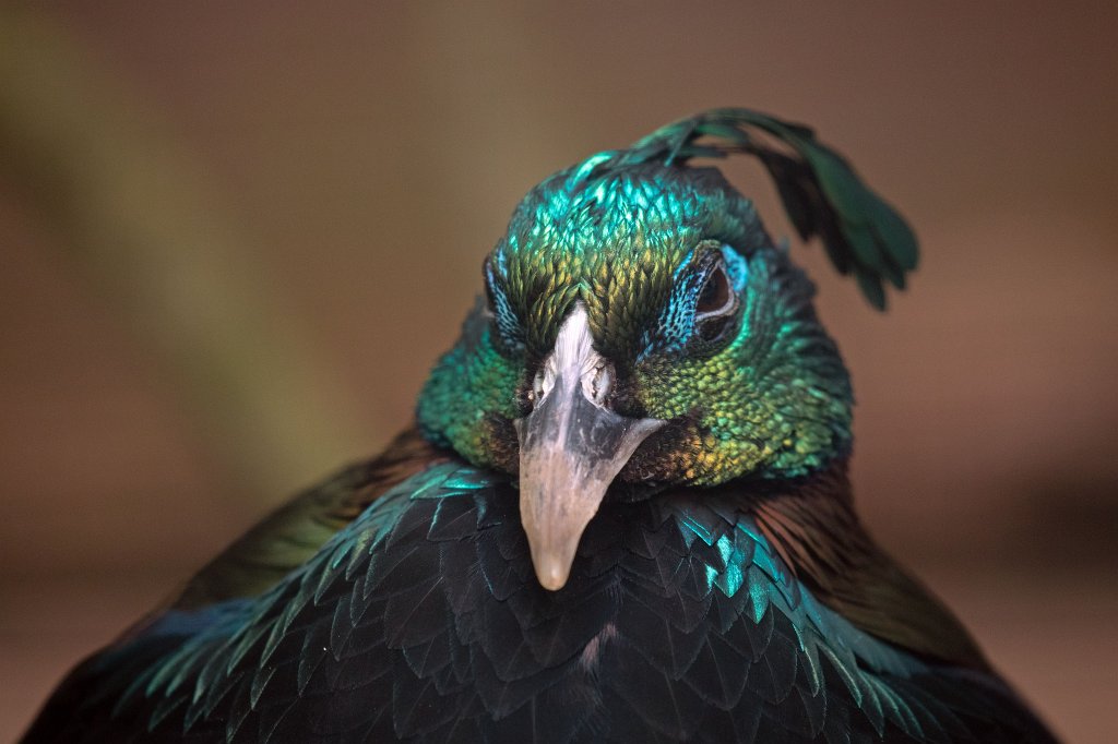 574B9821_c.jpg -  Himalayan monal  ( Himalaya-Glanzfasan )