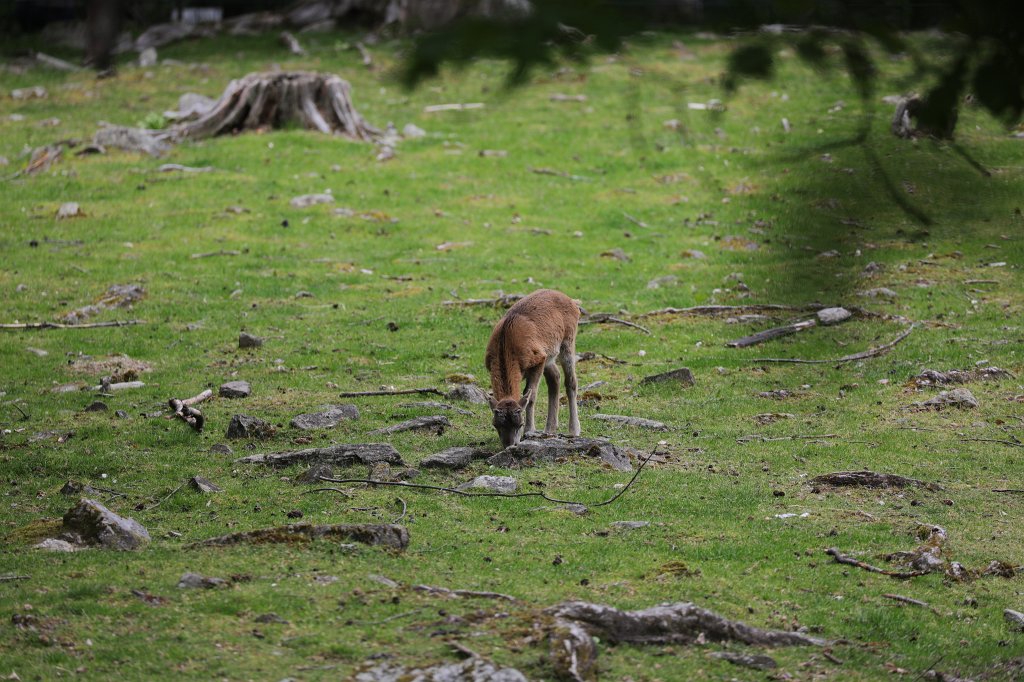 574B9828.JPG -  Mouflon  ( Mufflon )