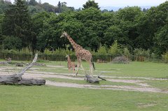 Giraffe