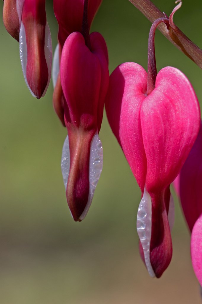574B9465_c.jpg -  Bleeding Heart  ( Tränendes Herz )