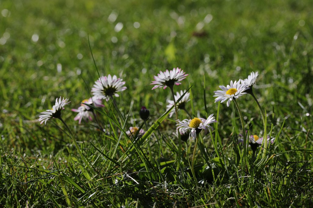 574B9471.JPG -  Bellis perennis  ( Gänseblümchen )