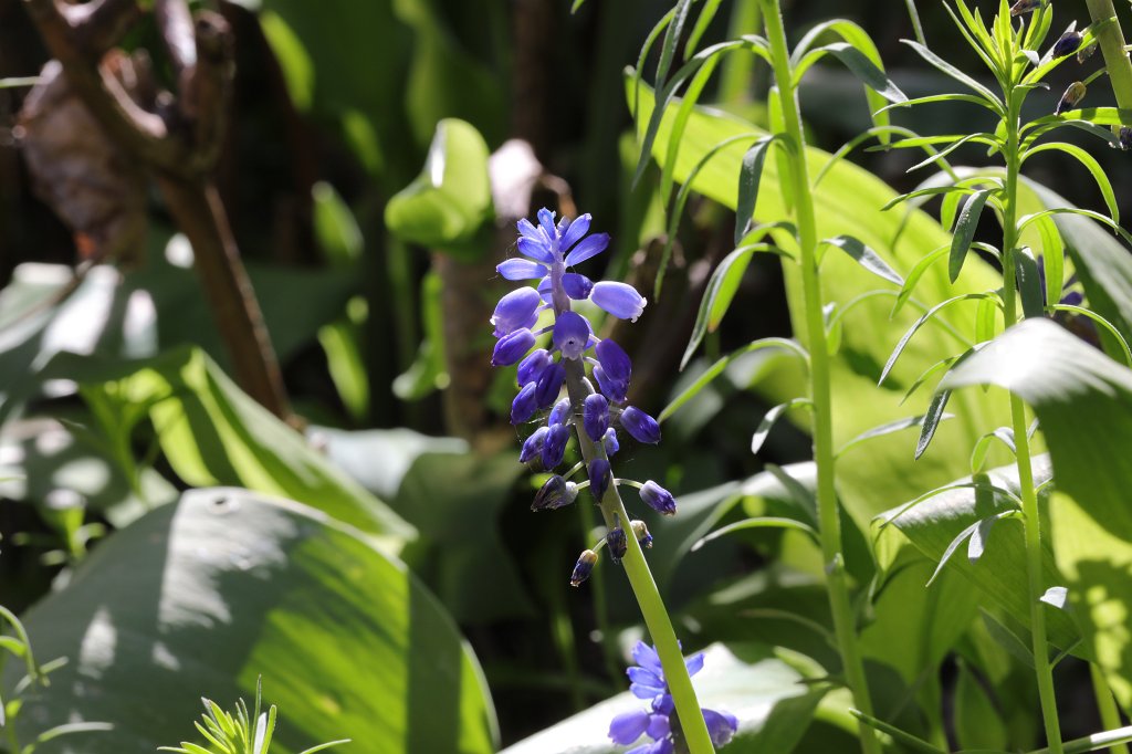 574B9491.JPG -  Grape hyacinth  ( Traubenhyazinthen )