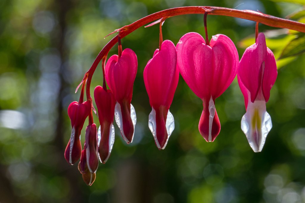 574B9494_c.jpg -  Bleeding Heart  ( Tränendes Herz )