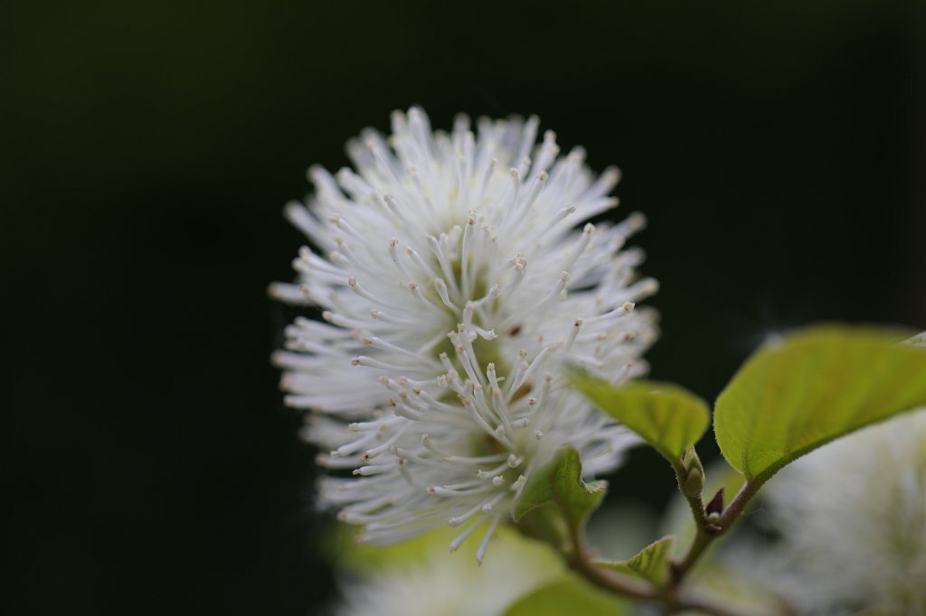 574B9517.JPG -  Fothergilla major  (Großer  Federbuschstrauch )