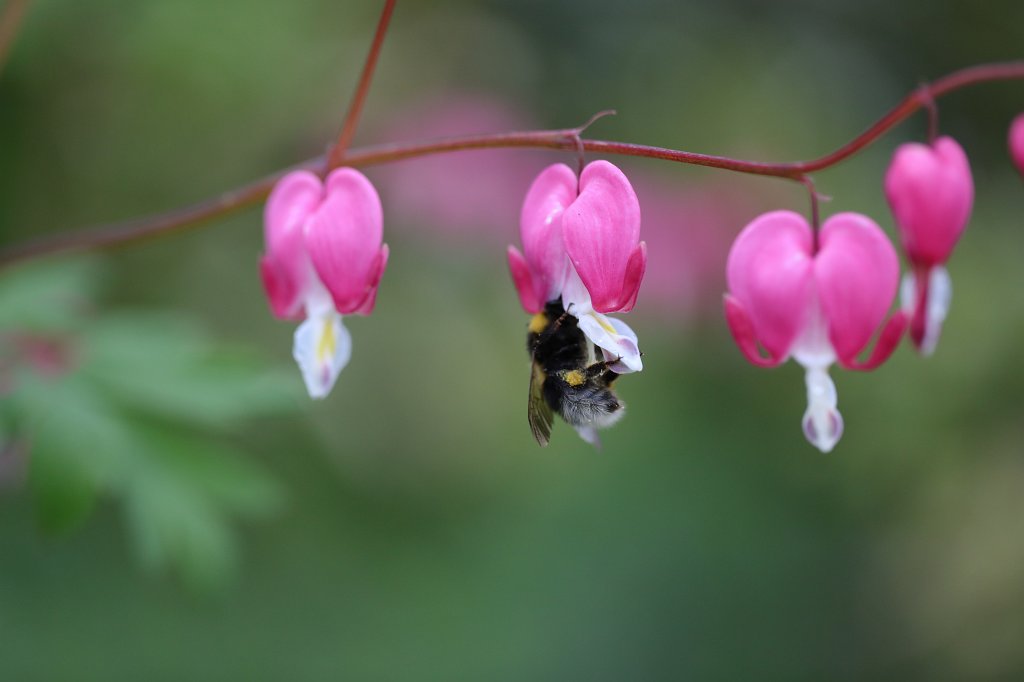 574B9518.JPG -  Bleeding Heart  ( Tränendes Herz )