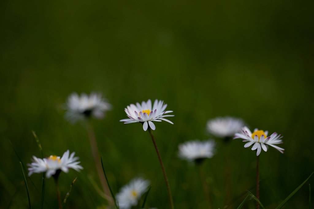 574B9530_c.jpg -  Bellis perennis  ( Gänseblümchen )