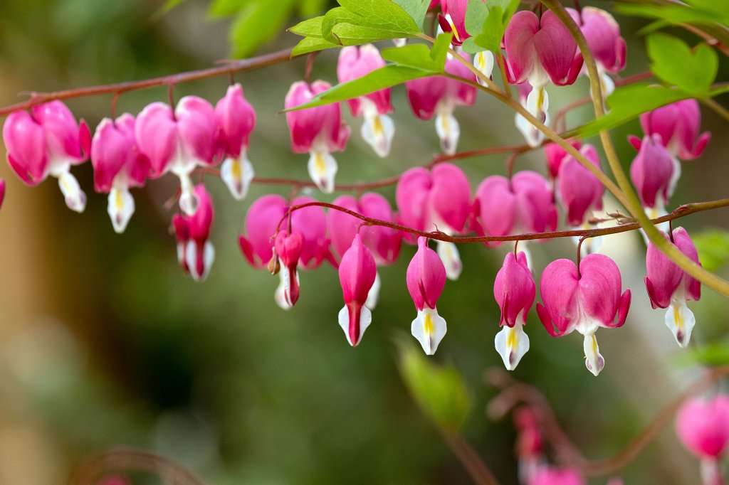 574B9539_c.jpg -  Bleeding Heart  ( Tränendes Herz )