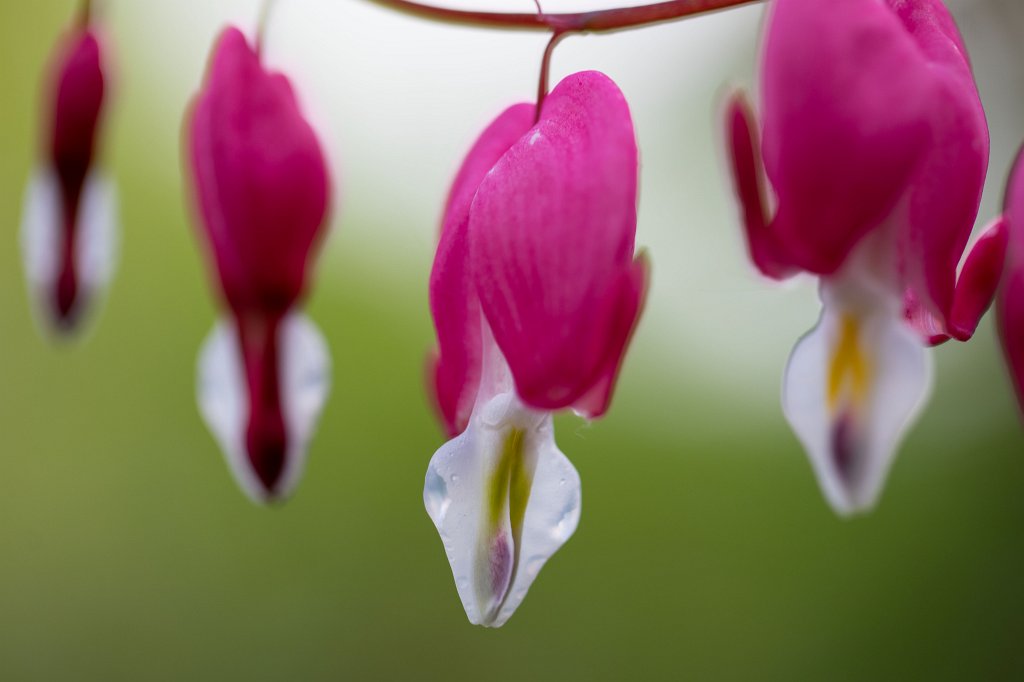 574B9551_c.jpg -  Bleeding Heart  ( Tränendes Herz )