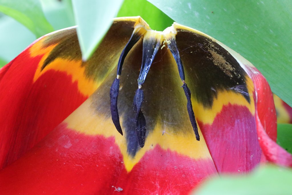 574B9568.JPG -  Tulip  ( Tulpe )