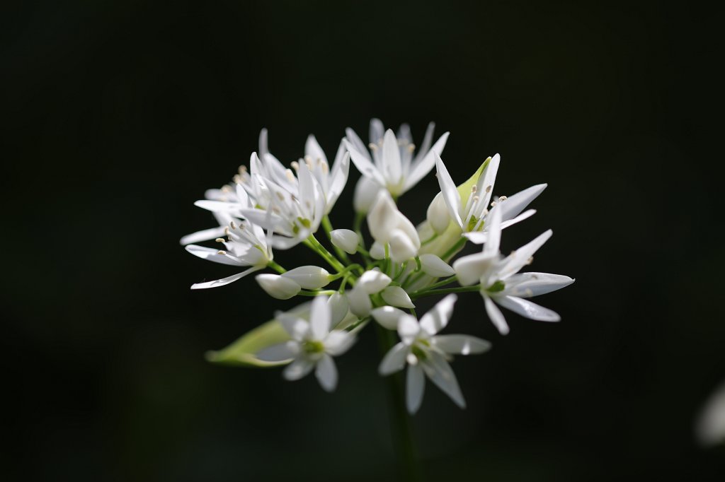 574B9664.JPG -  Allium ursinum  ( Bärlauch )