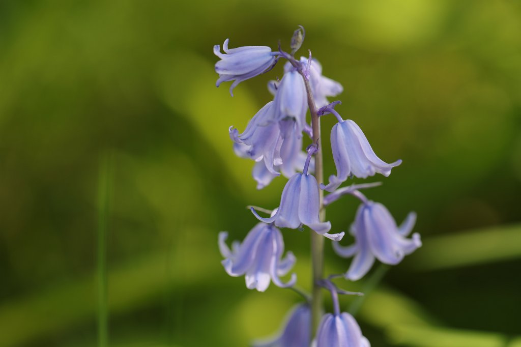 574B9683.JPG -  Scilla  ( Blaustern )