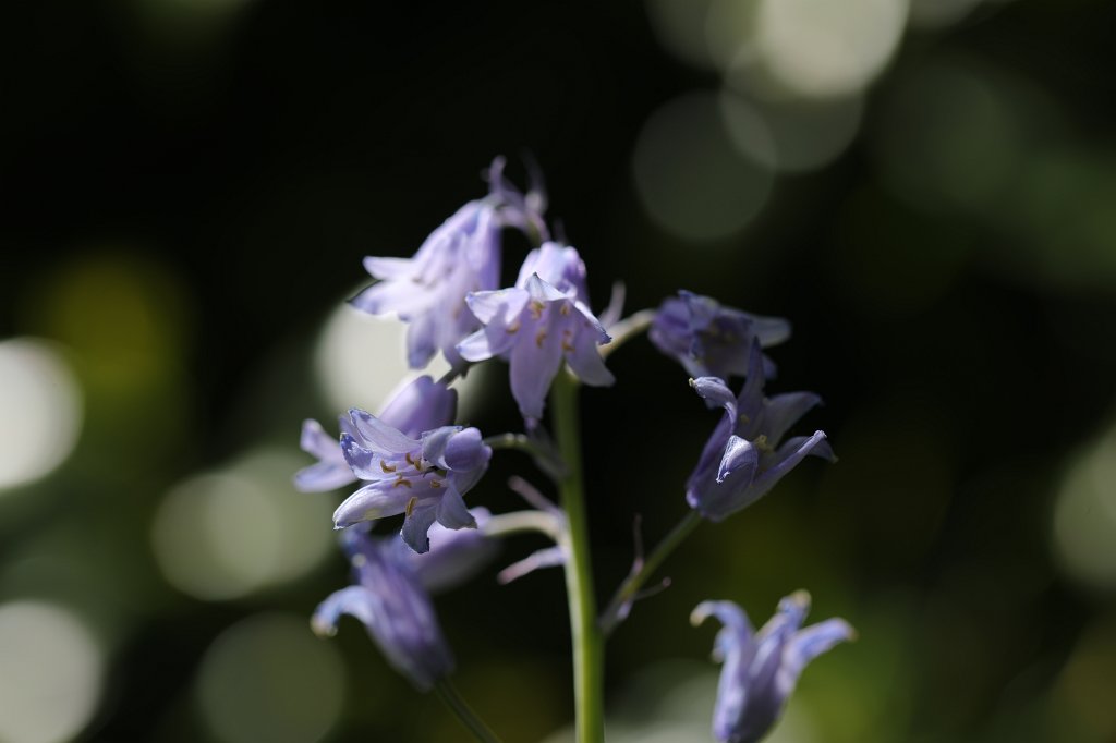 574B9701.JPG -  Scilla  ( Blaustern )