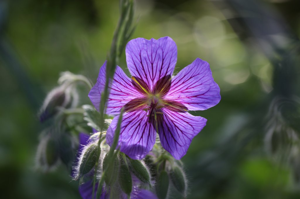 574B9871.JPG -  Geranium  ( Storchschnabel )