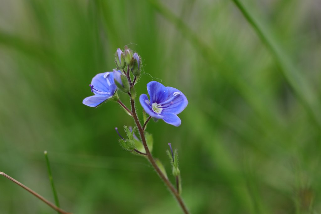 574B9874.JPG -  Veronica  ( Ehrenpreis )
